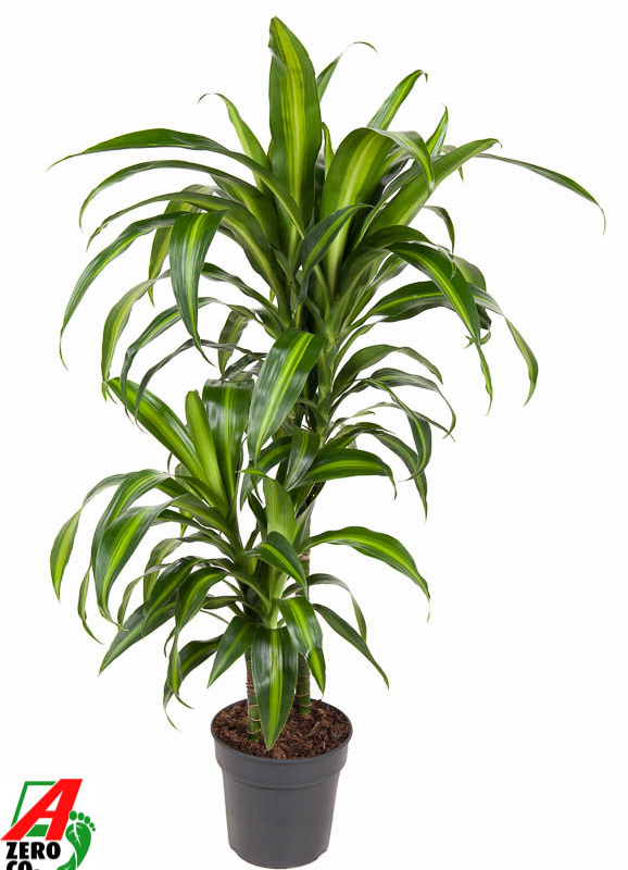 Dracaena fragrans 'Hawaiian Sunshine'