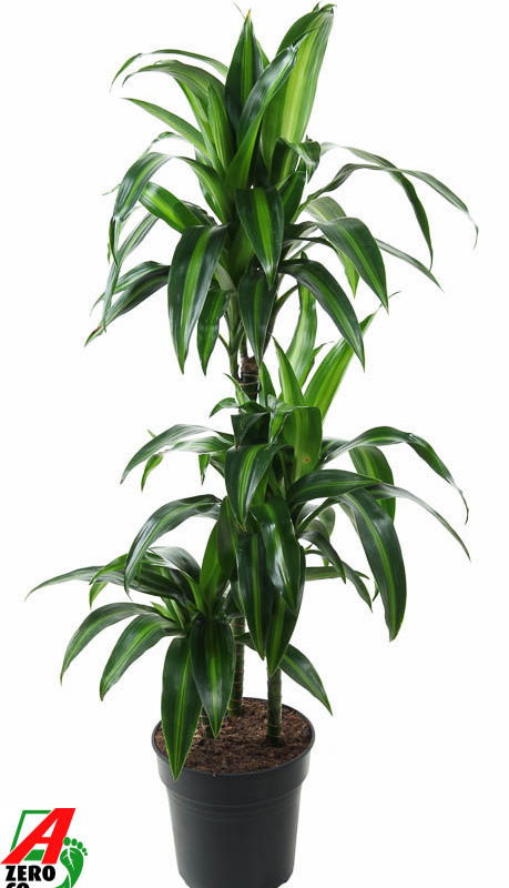 Dracaena fragrans 'Hawaiian Sunshine'