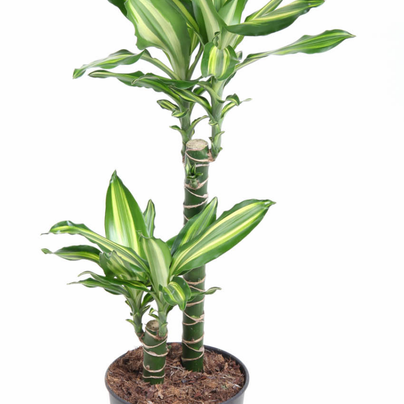 Dracaena Silver Dream