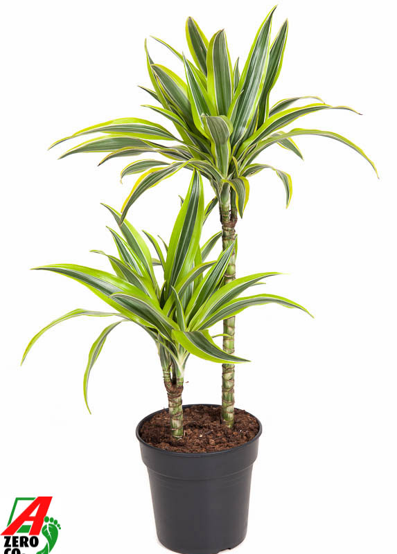 Dracaena fragrans 'Lemon Lime'
