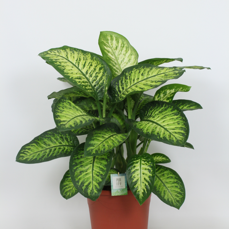 Dieffenbachia seguine Lemon Tropic