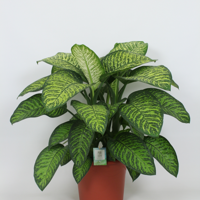Dieffenbachia seguine 'Tropic Jewel'