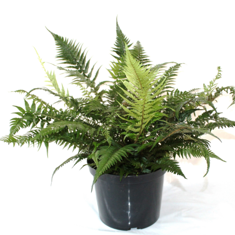 Athyrium spicatum