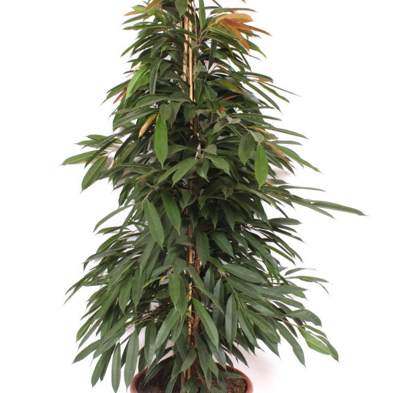 Ficus binnendijkii 'Amstel King'