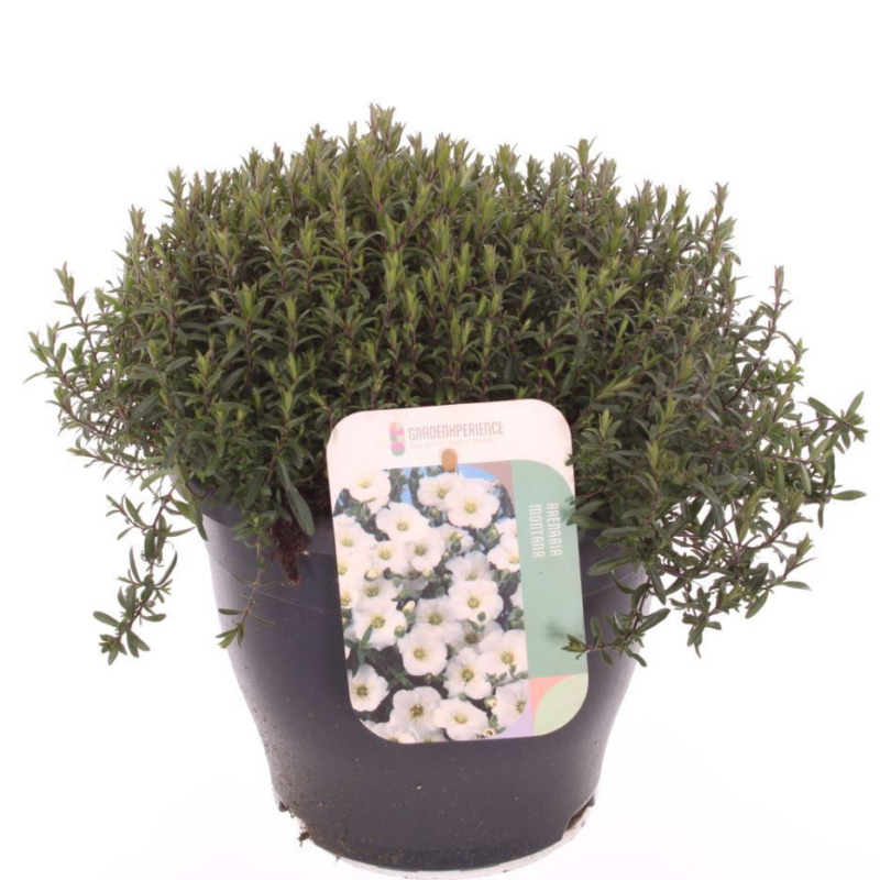 Arenaria montana
