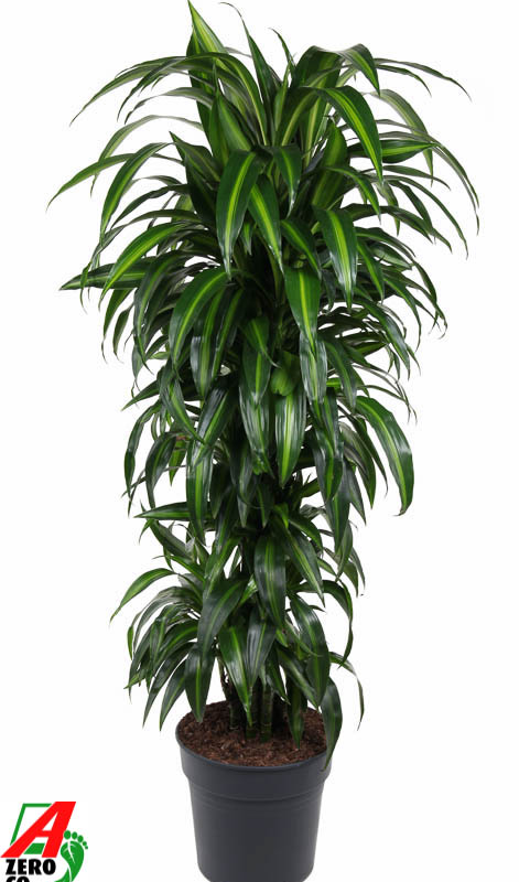 Dracaena fragrans 'Hawaiian Sunshine'