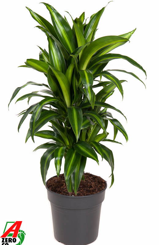 Dracaena fragrans 'Hawaiian Sunshine'