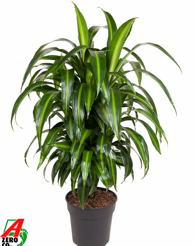 Dracaena fragrans 'Hawaiian Sunshine'