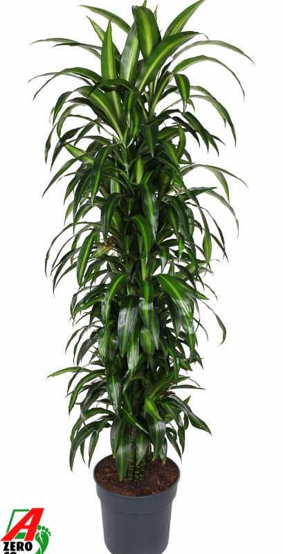 Dracaena fragrans 'Hawaiian Sunshine'