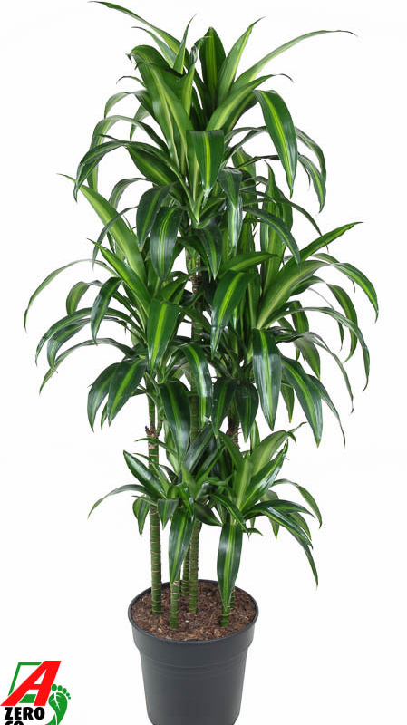 Dracaena fragrans 'Hawaiian Sunshine'
