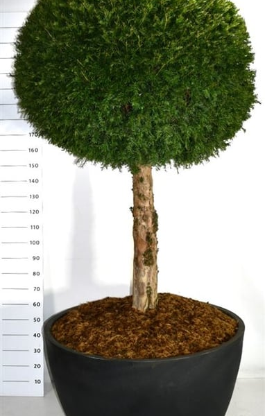 Taxus baccata