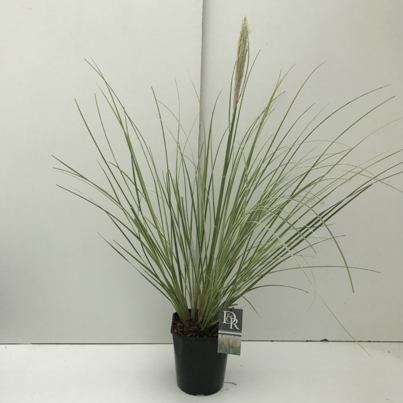 Cortaderia selloana 'Mini Silverpampas'