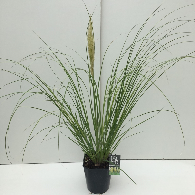 Cortaderia selloana 'Mini Pampas'