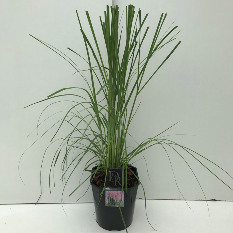 Cortaderia selloana 'Rosea'
