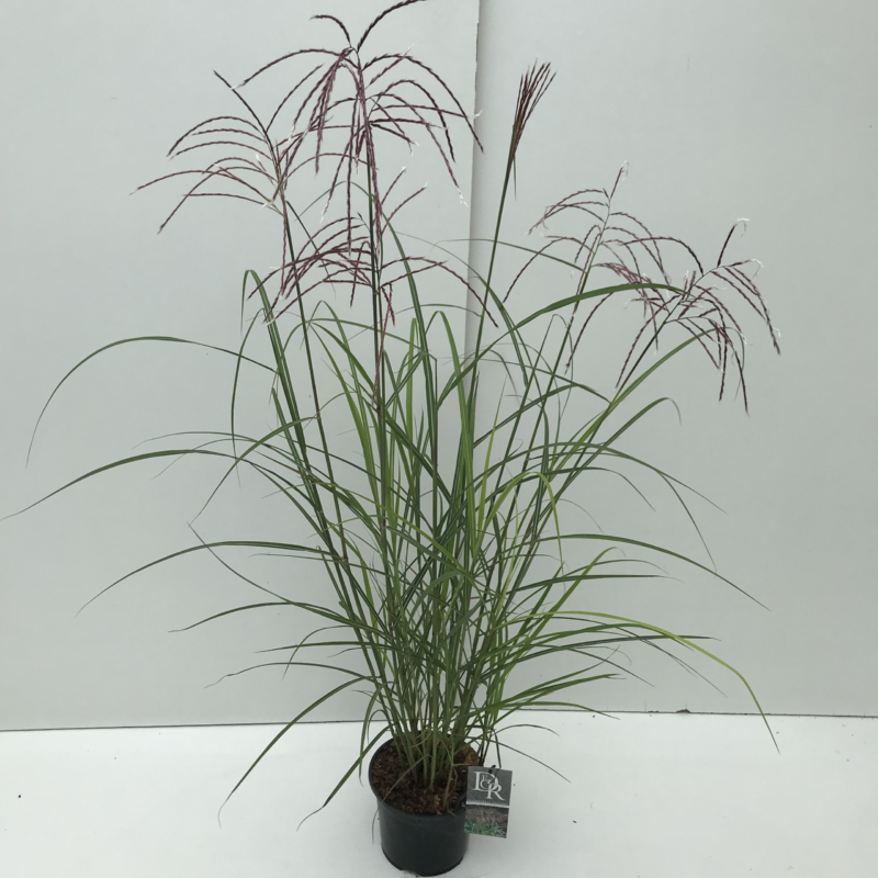 Miscanthus sinensis 'Far East'