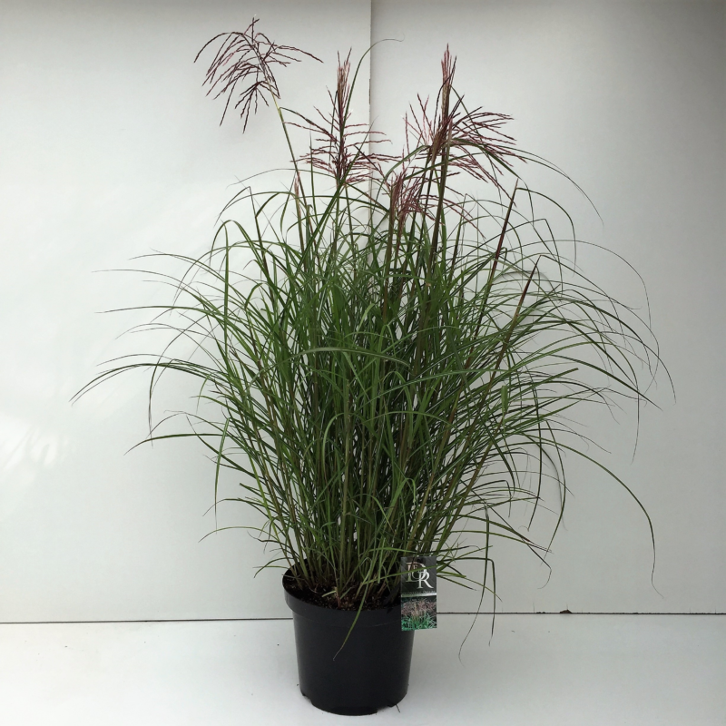 Miscanthus sinensis 'Far East'