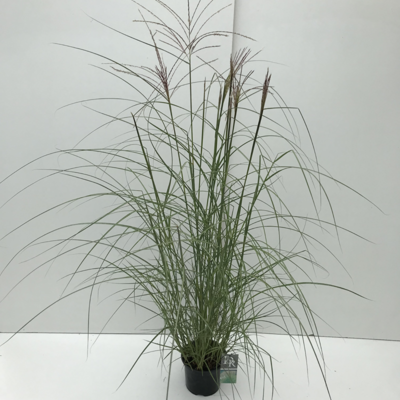 Miscanthus sinensis 'Kleine Silberspinne'