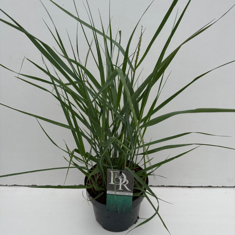 Panicum virgatum 'Prairy Sky'