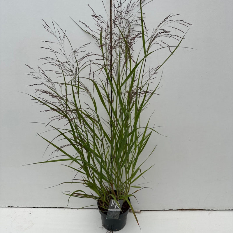 Panicum virgatum 'Squaw'