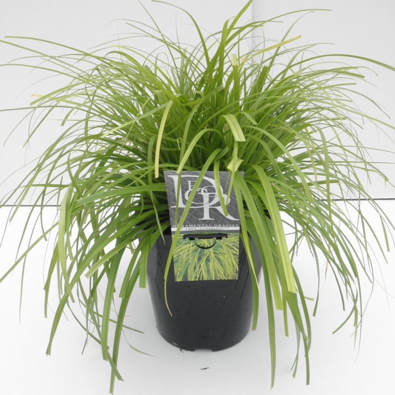 Carex oshimensis 'Evercolor Everillo'