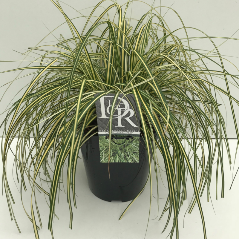 Carex hachijoensis 'Evergold'