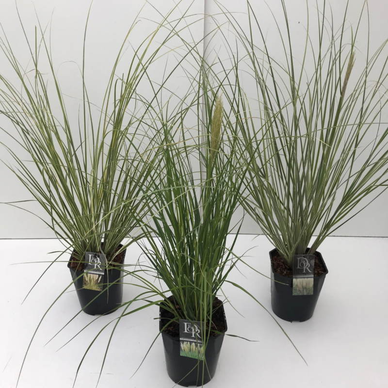 Cortaderia selloana mix