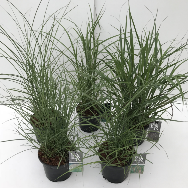 Carex Mix