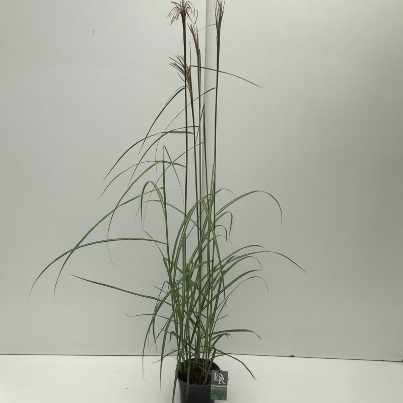 Miscanthus sinensis 'Malepartus'