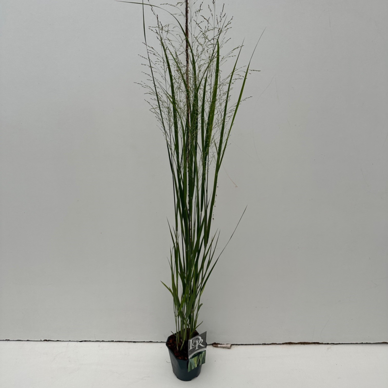 Panicum virgatum 'Northwind'