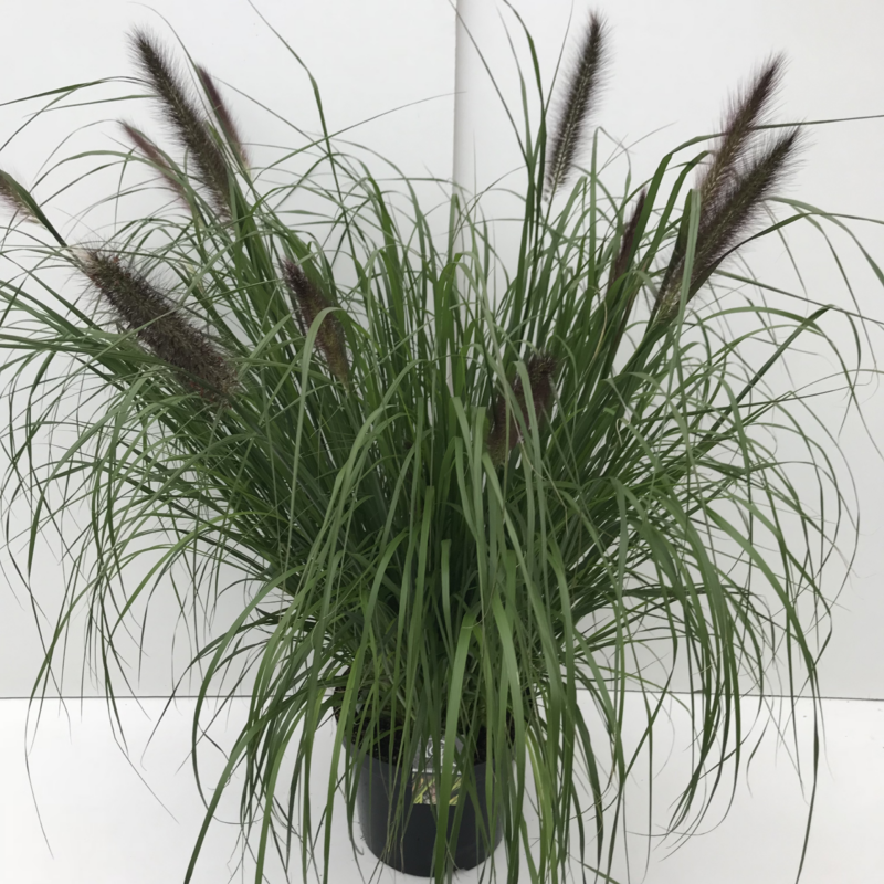 Pennisetum 'Viridescens'