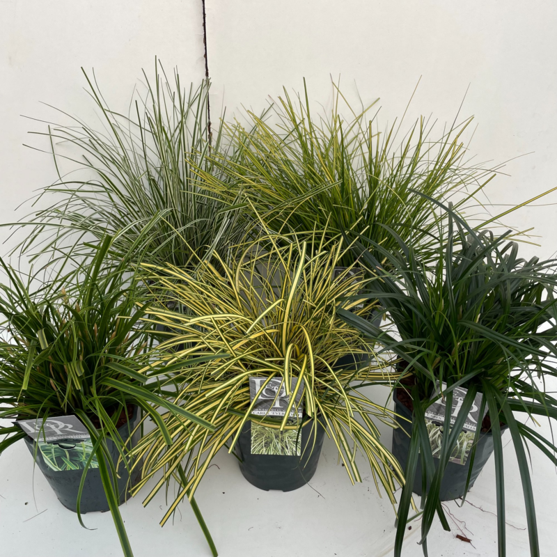 Carex Mix
