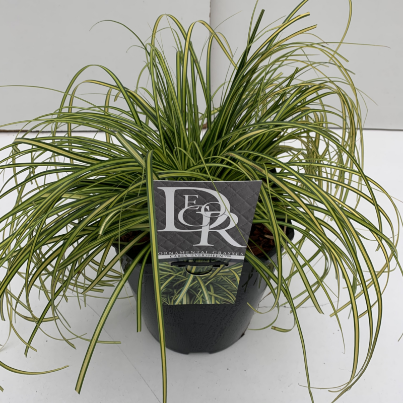 Carex oshimensis 'Evercolor Eversheen'