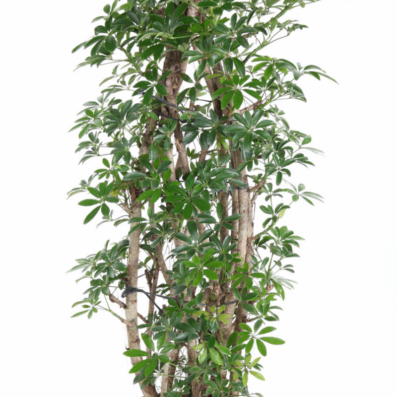 Schefflera arboricola 'Luseana'