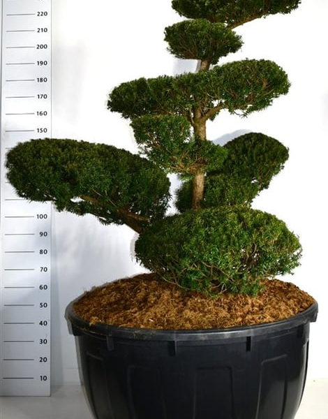 Taxus cuspidata