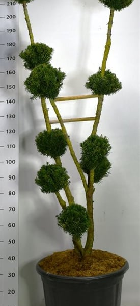 Taxus x media 'Hillii'