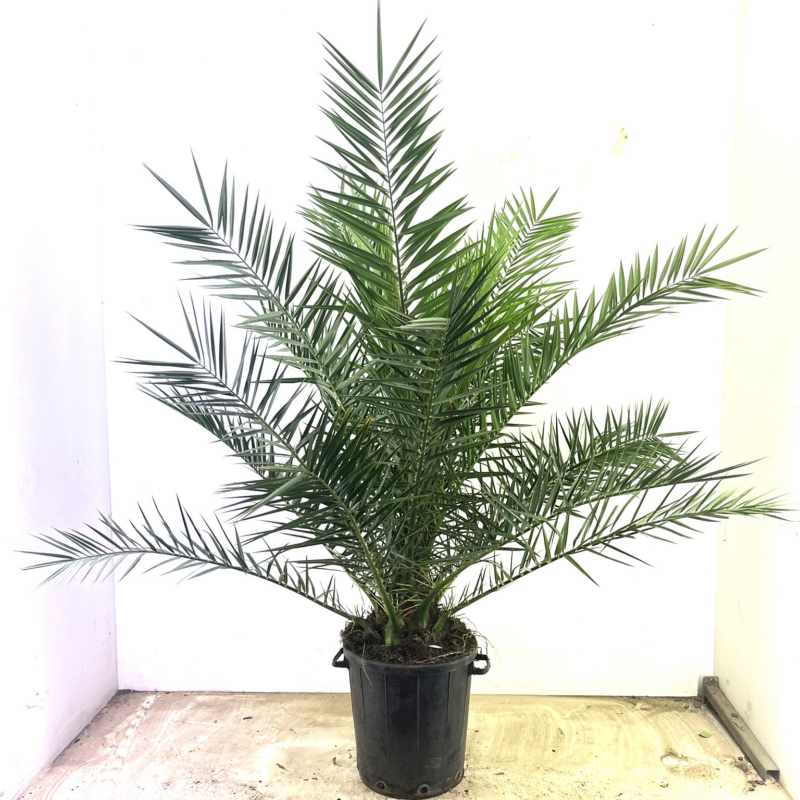 Phoenix canariensis