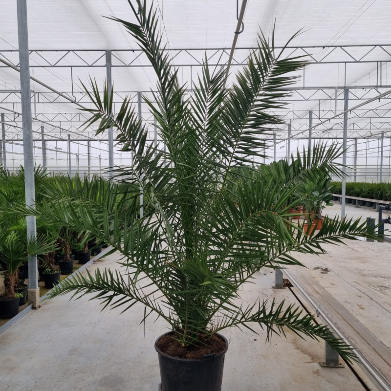 Phoenix canariensis