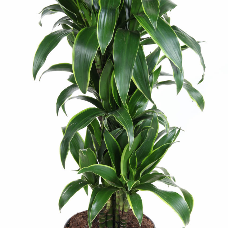 Dracaena fragrans (Deremensis Grp) 'Art'