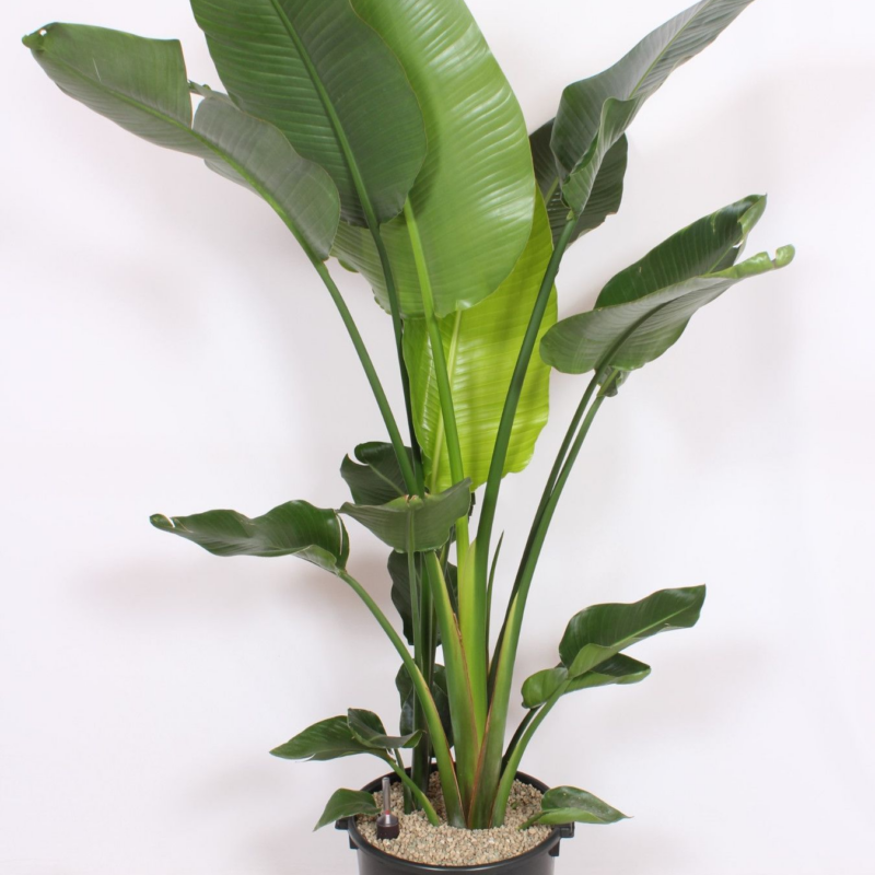 Strelitzia nicolai