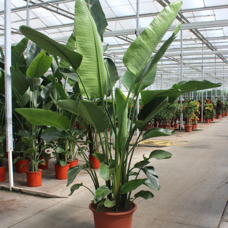 Strelitzia Nicolai