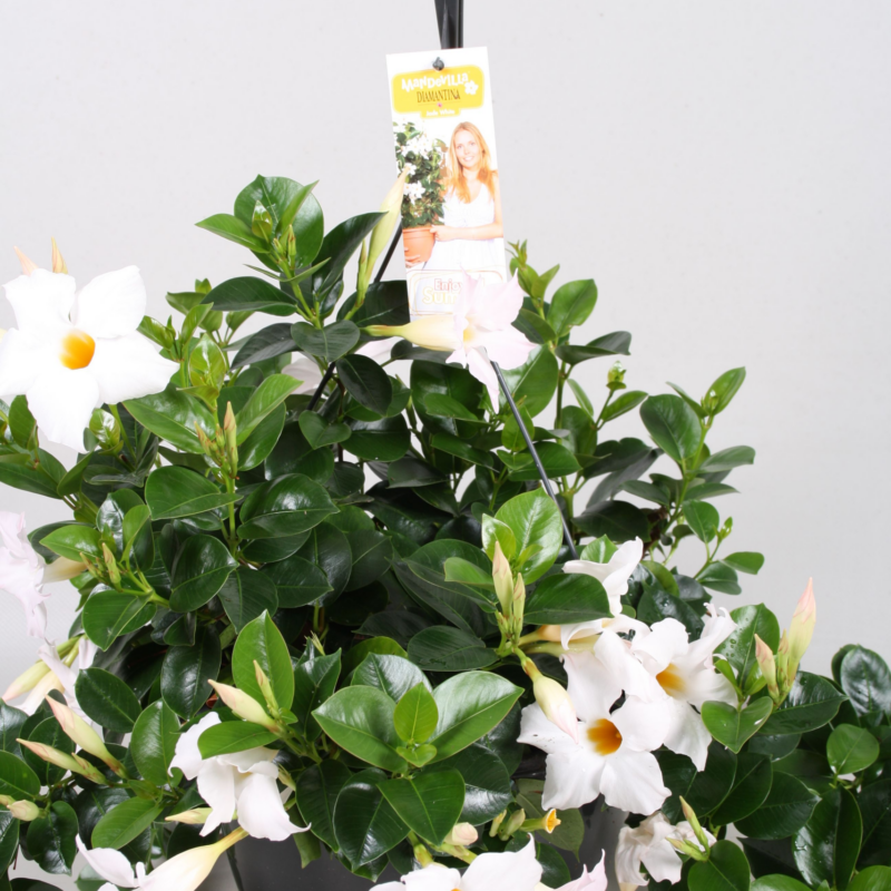 Mandevilla (Dipladenia) sanderi Summerstar White