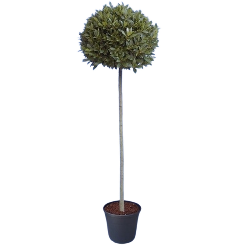 Laurus nobilis