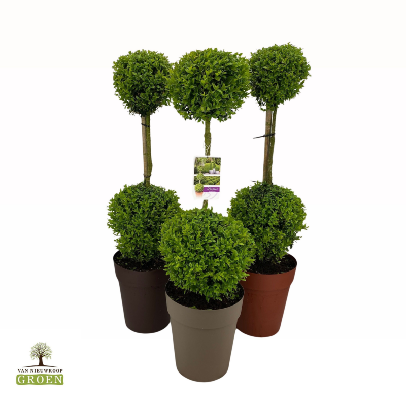 Buxus sempervirens