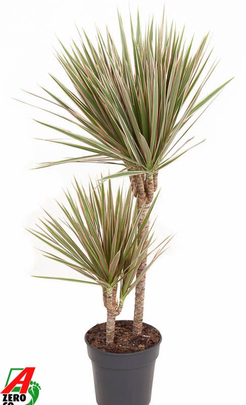 Dracaena marginata Bicolor