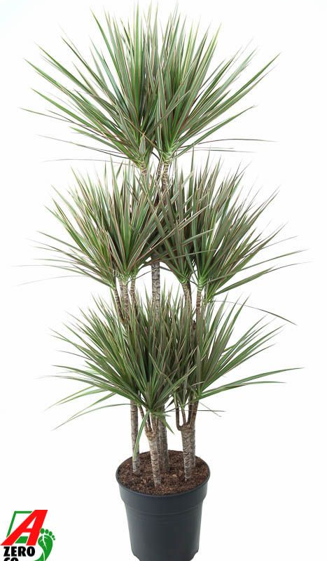 Dracaena marginata Bicolor