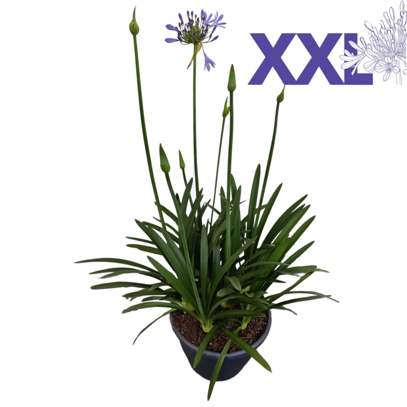Agapanthus Eydori Blue