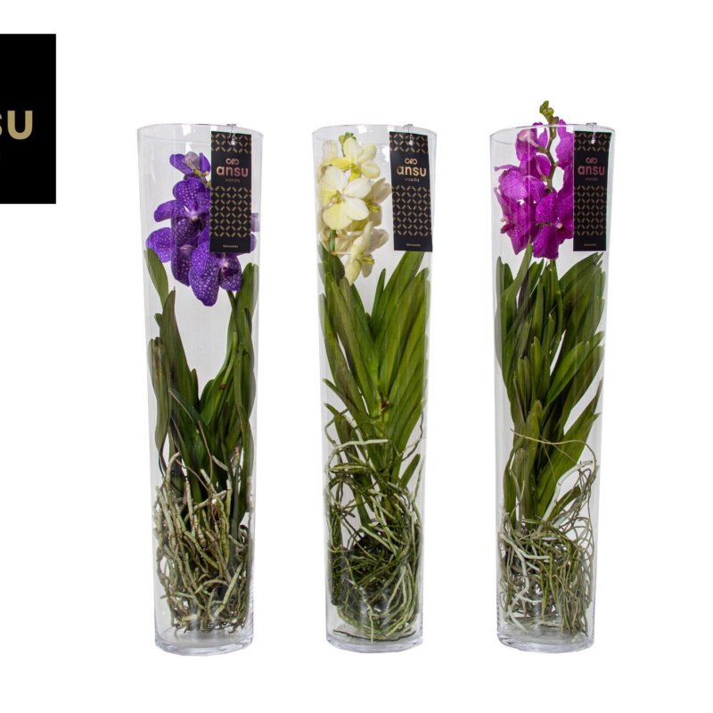 Vanda hybrids