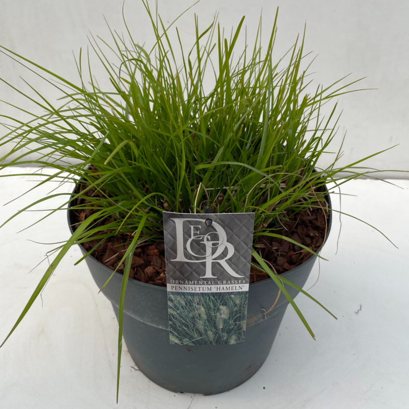 Pennisetum alopecuroides 'Hameln'