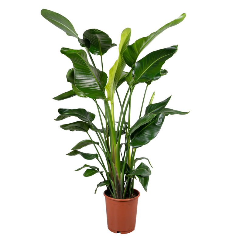 Strelitzia nicolai (130-150cm)