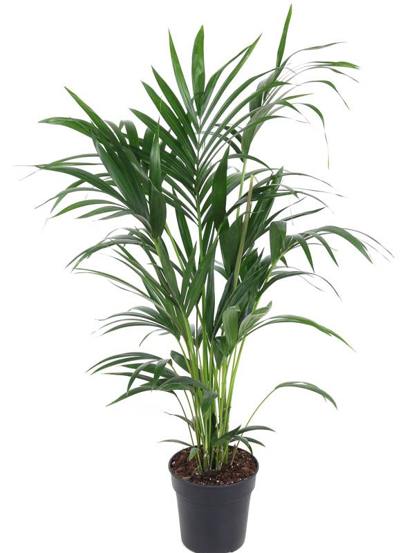 Howea forsteriana